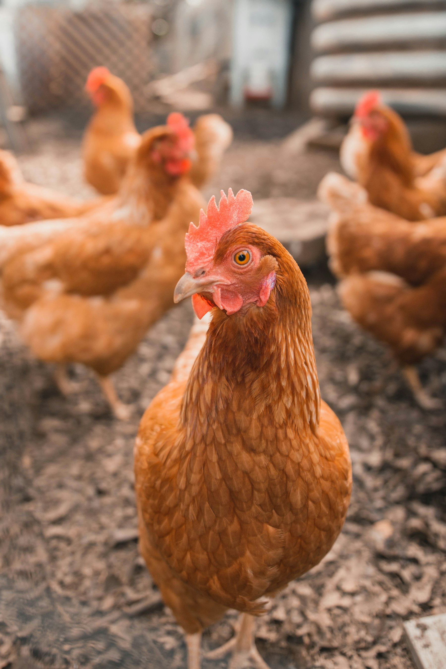 Poules dans une basse-cour familiale