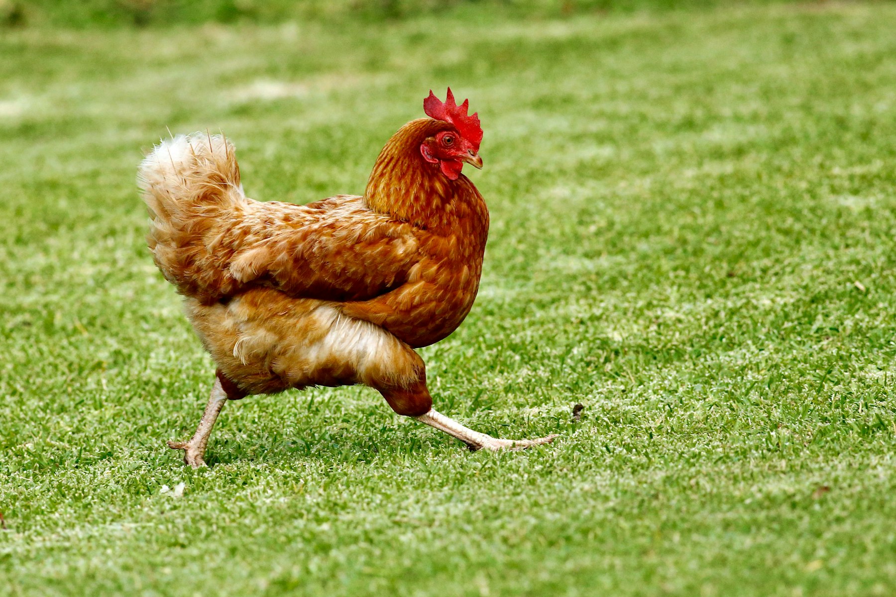 Poussin fraîchement éclos dans un incubateur automatique